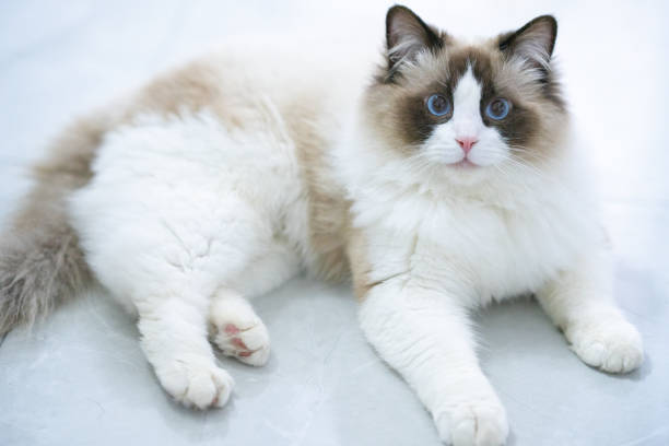 istock A gentle and lovely ragdoll cat 1319206425