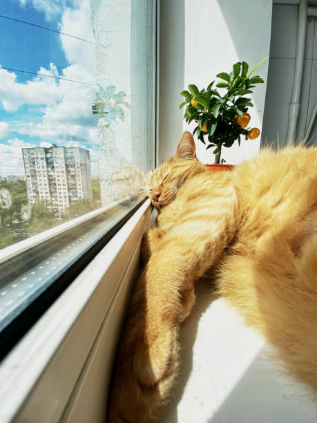 istock Red adopted cat sleep on the sunny window 1319206461
