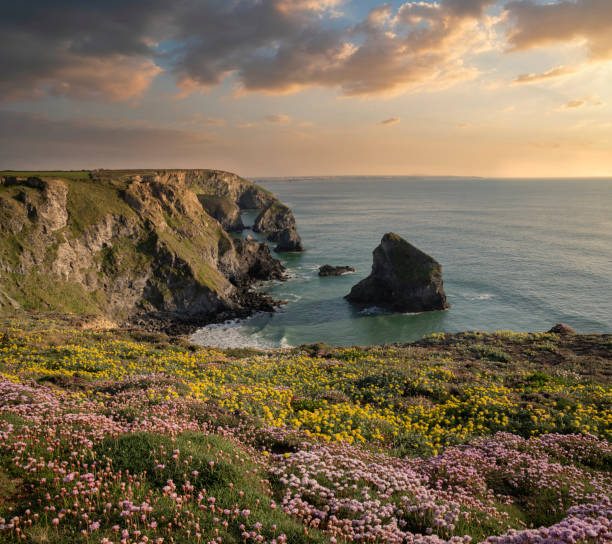 istock Beautiful landscape image during Spring golden hour on Cornwall coastline at Bedruthan Steps 1319206755