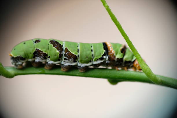 istock Close up of caterpillar on a leaf. 1319207667