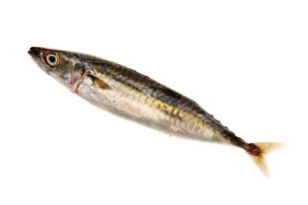 istock Whole mackerel fish isolated on white background 1319208013