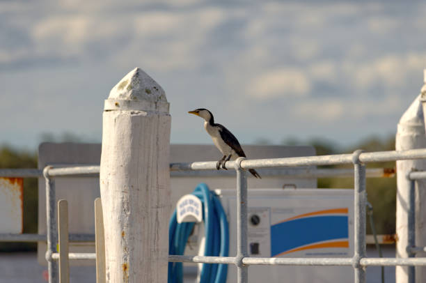 Sea Birds at Tea Gardens, NSW, Australia