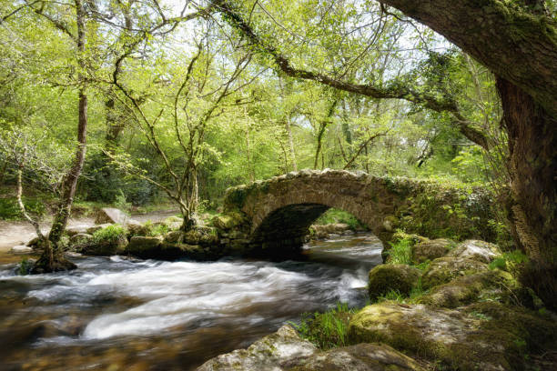 East Dartmoor Nature ReserveHisley Woods DartmoorDevonMay, 2021