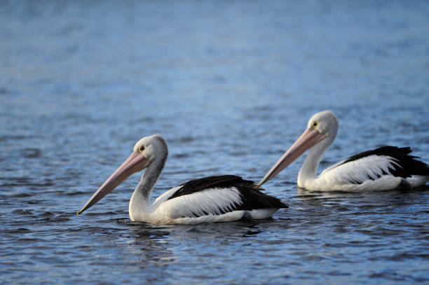 istock Sea Birds at Tea Gardens, NSW, Australia 1319208471