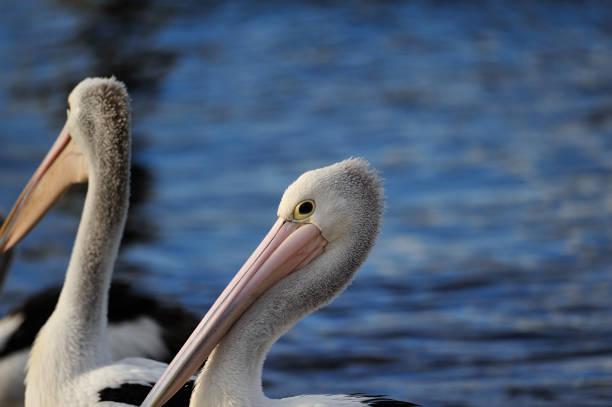 istock Sea Birds at Tea Gardens, NSW, Australia 1319209294