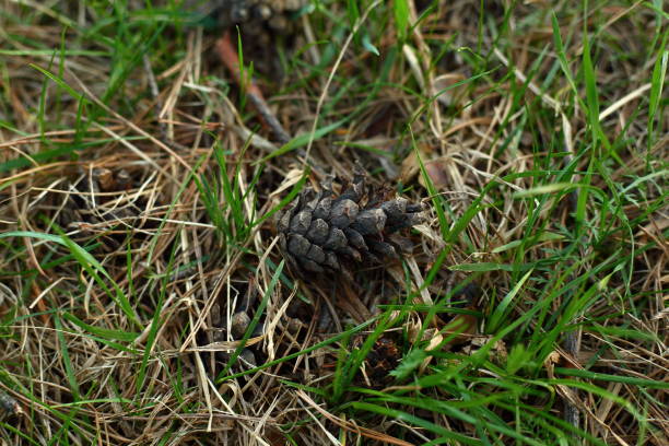 istock Close-up of the spring forest 1319209762
