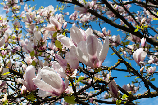 Magnolia. Pink flowers on a tree. Spring background