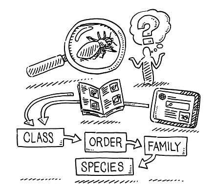 Hand-drawn vector drawing of an Insect Identification Concept. Black-and-White sketch on a transparent background (.eps-file). Included files are EPS (v10) and Hi-Res JPG.