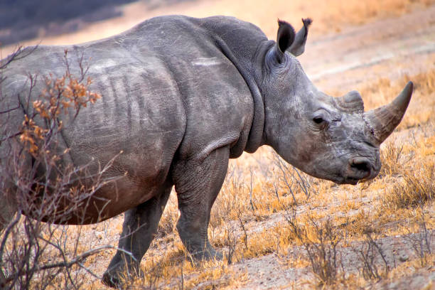 istock White Rhinoceros, Khama Rhino Sanctuary, Botswana 1319214041