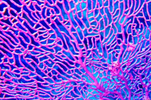 istock Gorgonian, South Ari Atoll, Maldives 1319214052