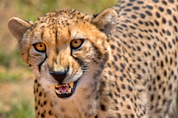 istock Cheetah, Wildlife Reserve, South Africa 1319214079