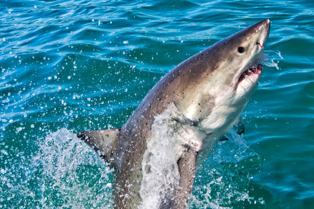 istock Great White Shark, Gansbaai, Western Cape, South Africa 1319214081