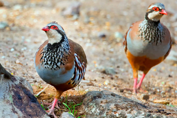 istock Red legged Partridge, Monfrague National Park, Spain, Europe 1319214083