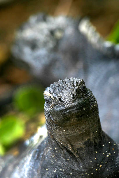Marine Iguana, Amblyrhynchus cristatus, Galapagos National Park, Galapagos Islands, UNESCO World Heritage Site, Ecuador, America\