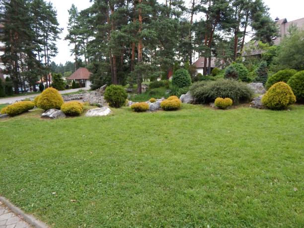 istock Landscape design. Decorative shrubs in the yard 1319214928