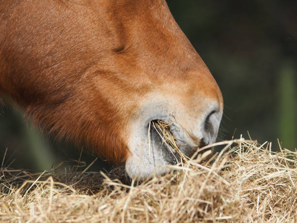 istock Horse Eating Hay 1319216750