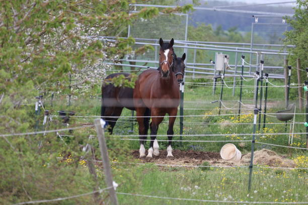 istock Horses in a paddock in a farm yard 1319216791