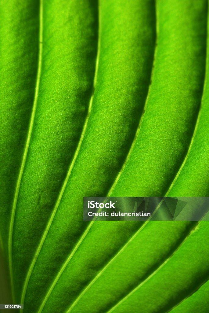 green leaf primer plano - Foto de stock de Clorofila libre de derechos