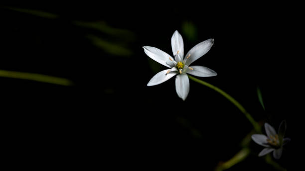 Beautiful wild flowers.Small white flowers.