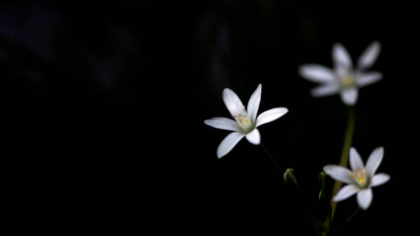 istock Beautiful wild flowers.Small white flowers. 1319223466