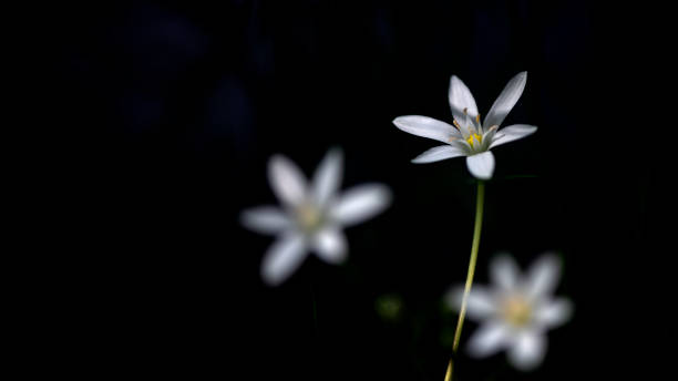 istock Beautiful wild flowers.Small white flowers. 1319223472