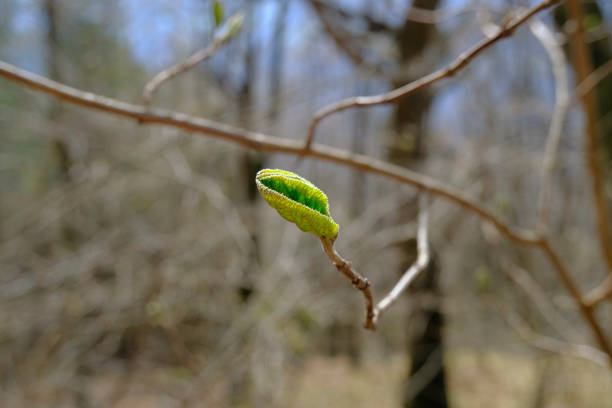 istock First fresh bud, leaf on the tree across branches, and trees in soft sunlight. Springtime natural background. 1319223518