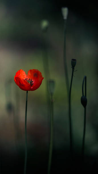 istock Poppy flowers are attractive and unique. 1319223698