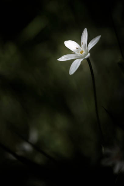 istock Beautiful wild flowers.Small white flowers. 1319223939