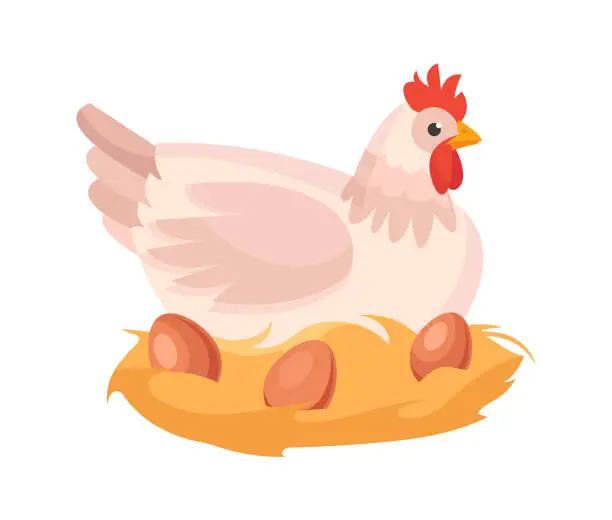 Vector illustration of Cute chicken is sitting near her nest with eggs of brown color on white background