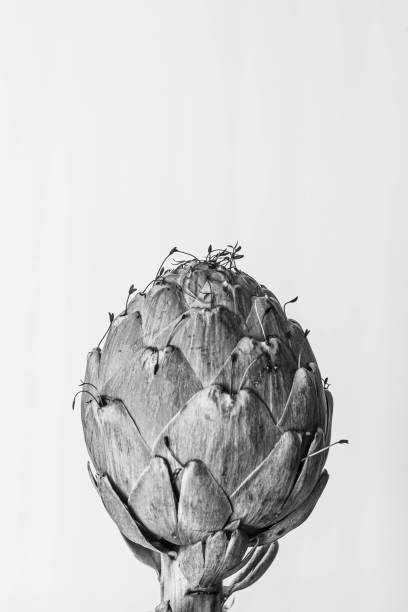 Portrait of an Artichoke