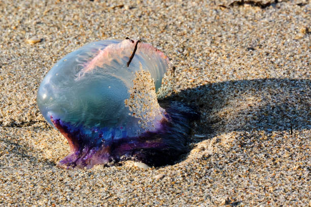 istock Portuguese Man o' War (Physalia physalis) 1319227351