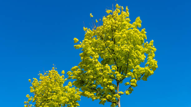 золотая корона норвежского клена (acer platanoides) принстонского золота на фоне голубого неба. красивые весенние желтые листья. общественный ланд - japanese maple leaf tree green ст�оковые фото и изображения