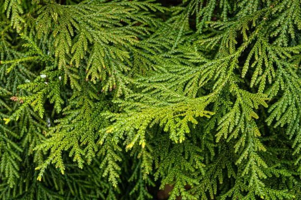 Evergreen leaves on branch of Thujopsis dolabrata, also called hiba, false arborvitae, or hiba arborvitae in "Southern Cultures" Arboretum. Close-up. Selective focus. Spring. Sirius (Adler) Sochi.