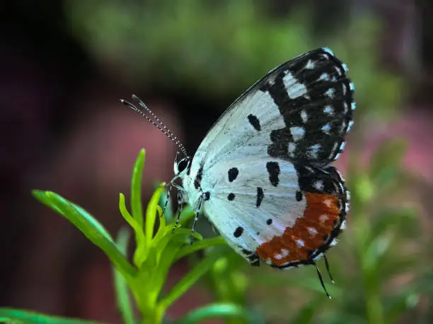 Lycaenidae is the second-largest family of butterflies