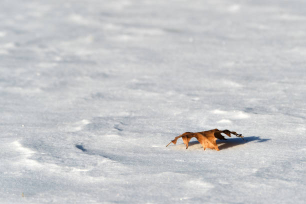 istock Isolated dry oak leaf on top of snow 1319229509