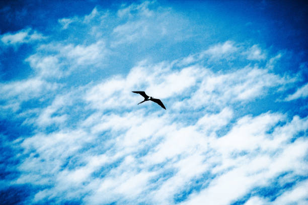 Blue sky, white clouds, black bird