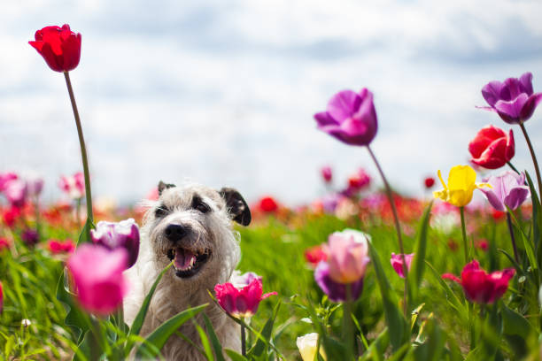 A happy, smiling dog in the garden with blooming tulips.