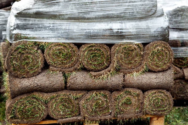 istock many green roll lawn. laying new lawn 1319230986