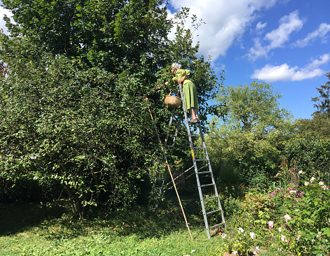 Senior woman climbs ladder to pick apples