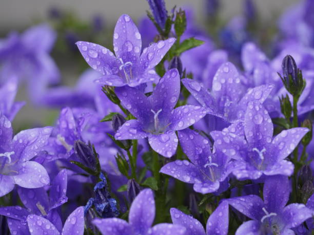 Earleaf Bellflower with drop of water