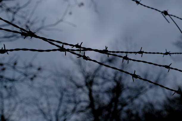 istock barbed wire against a gray sky and black tree silhouettes. Prison, security, military, boundary concept 1319233126