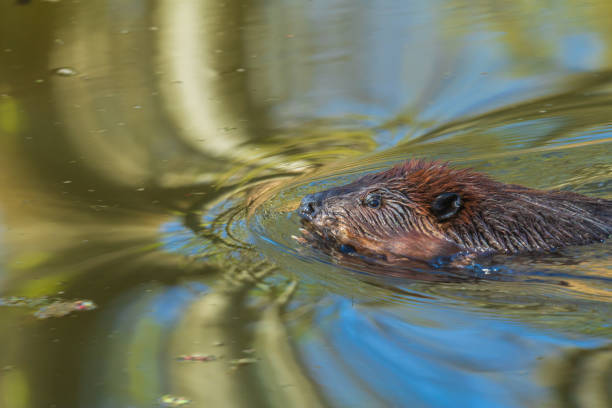 istock North American beaver swimming in a pond 1319233205