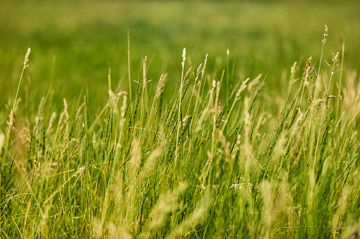 Field of wild grass, close up.