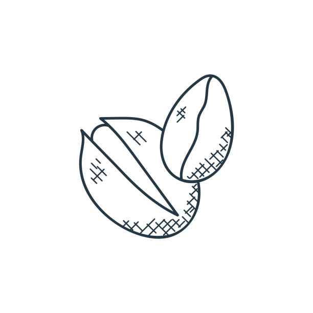wektor ikony pistacju z koncepcji żywności. cienka linia ilustracji skoku edycji pistacjowej. znak liniowy pistacjowy do użytku w aplikacjach internetowych i mobilnych, logo, nośnikach.. - nut walnut almond brazil nut stock illustrations