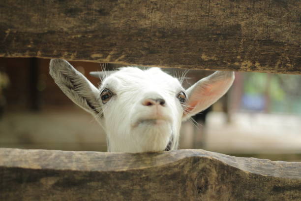 istock Cute of goats look fat 1319236179