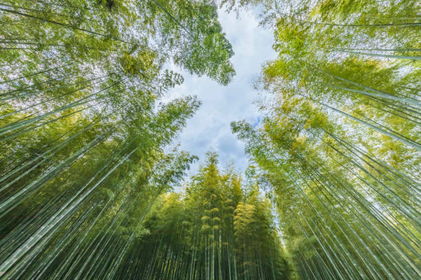 istock Fresh green bamboo grove with beautiful colors 1319236369