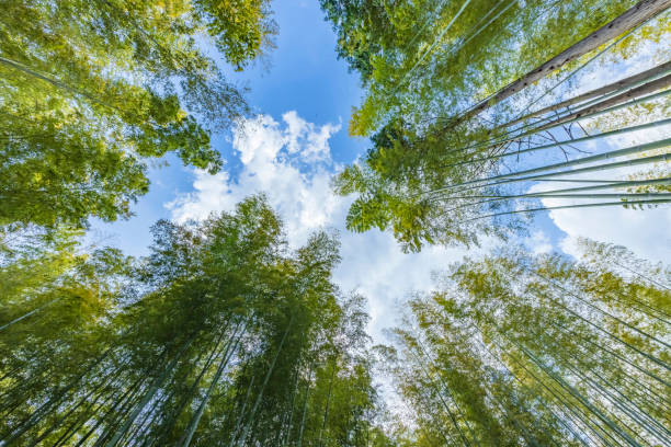 istock Fresh green bamboo grove with beautiful colors 1319236568