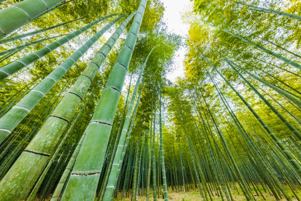 istock Fresh green bamboo grove with beautiful colors 1319237003