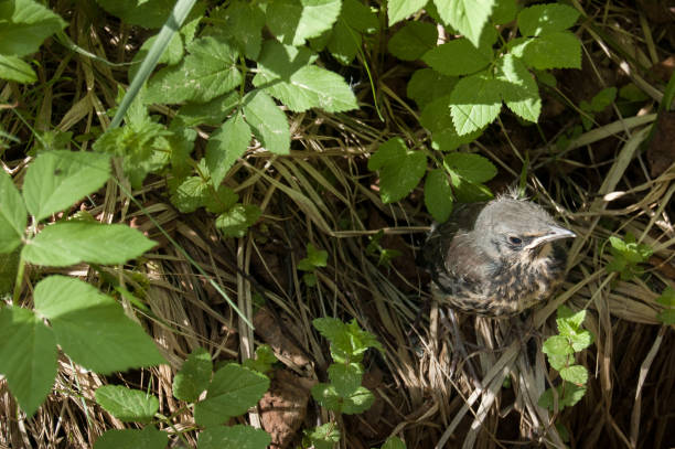 istock chick that fell out of the nest 1319238264