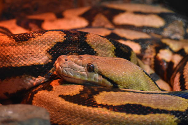Angolan Python Inaturalist 70+ Fotos, Bilder und lizenzfreie Bilder zu Angolapython Fotos - iStock